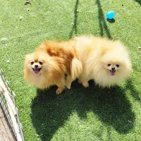 نر خرسی وارداتی اماده برای کشش