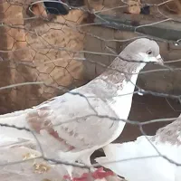 پرنده|پرنده|اسفراین, |دیوار