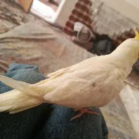 عروس هلندی