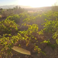 1600 باغچه لاکچری و بی نظیر