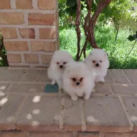 پامرانین سفیدخرسی خرسی کیفیت بالا
