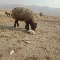 قوچ داشتی ترکی