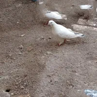کبوتر|پرنده|باغ حلی, |دیوار
