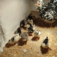 گلین لری «فول کیفیت»