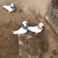 کبوتر طوقی