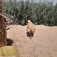 شیشک میش ماده چاق