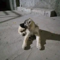توله سگ نر