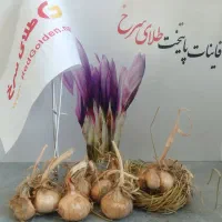 پیاز زعفران درهم کشت خاکی ، سورت ۱۰ گرم گلخانه ای