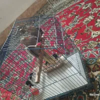 عروس هلندی