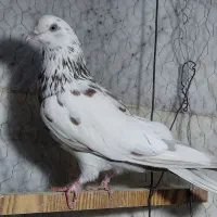 کفتر، کبوتر  پرشی