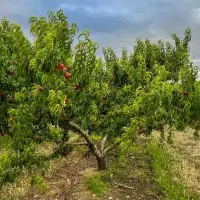 فروش زمین ۵۴۷ متری در یافت‌آباد|فروش زمین و ملک کلنگی|تهران, یافت‌آباد|دیوار