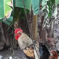 خروس بزرگ