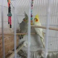 عروس هلندی