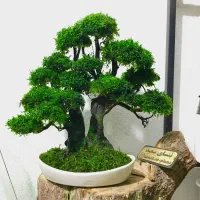 درخت و بنسای جاودان با خزه و گل طبیعی بدون نگهداری