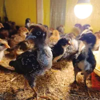 جوجه محلی یکماهه ارسال به سراسر کشور