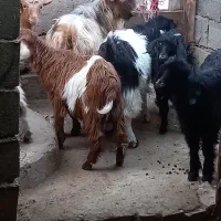 بزغاله چاق سالم