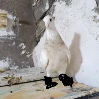 گمشده  مژدگانی