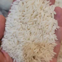 برنح درجه یک طارم استخونی