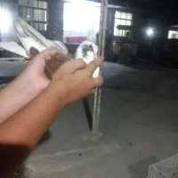 کبوتر‌ها‌از‌همه‌لحاظ‌عالی‌ودانه‌ی‌۶۰۰