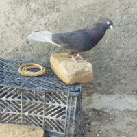 کفتر
