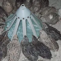 بلدرچین تخم گذار