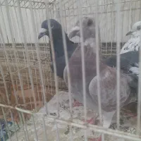 کبوتر نروماده با یک ملاقی