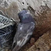 کفتر سینه ای