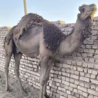 3نفر شتر نر