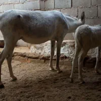 فروش یا معاوضه