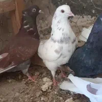 کبوتر پرشی