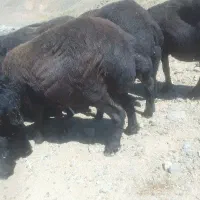 گوسفندقربانی