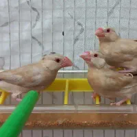 ۳ جوجه فنچ نرگسی شکلاتی چشم شرابی دونخور