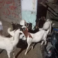 گوسفند زنده فروشی