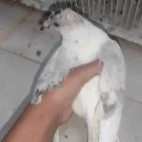 کفتر