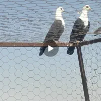 کبوتر کلاغ نرو ماده