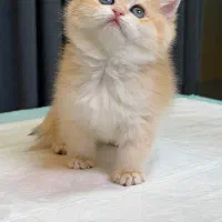 گربه خرسی بریتیش گلد ny12