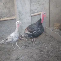 یه جفت بوقلمون جوان