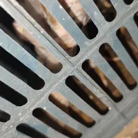 جوجه مرغ لاری دورگه