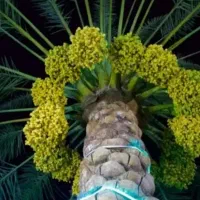 بریدن نخل درخت قطع نخل درخت هرس تمیز سمپاشی ریشه