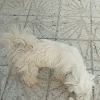 سگ پاکوتاه