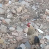 خروس محلی|حیوانات مزرعه|اسفراین, |دیوار