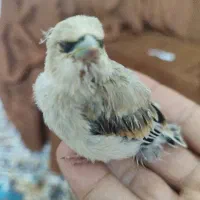 سهره خاکی