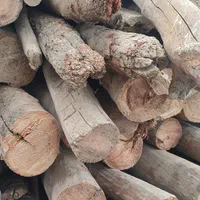 چوب خشک و پالت و نال و درخت تر بالاترین قیمت سودکم