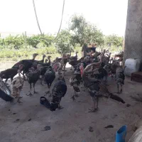 بوقلمون
