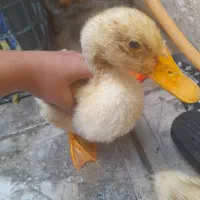دوتا اوردک جوجه