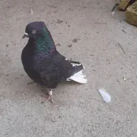 کبوتر دم سفید