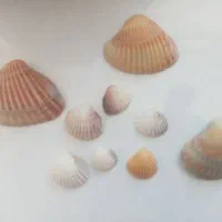 صدف برای تزئین