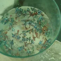 گوپی|ماهی|اصفهان, کوی امام|دیوار