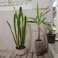 یک عدد گل طبیعی پر قیمت مناسب