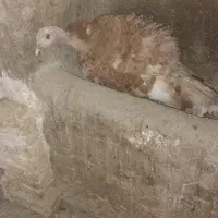 بوقلمون کرچ
